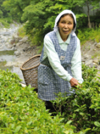 Pan-Fired Tea (2)　